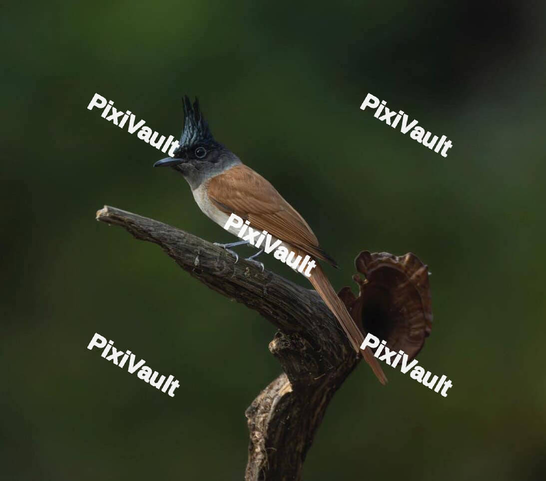 Indian paradise flycatcher